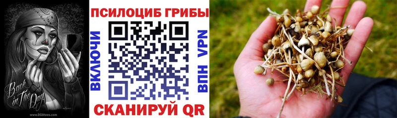 ссылка на мегу сайт  Тында  Псилоцибиновые грибы Psilocybine cubensis 